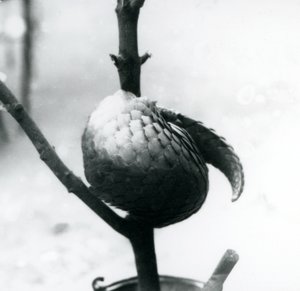 En kritisk truet kinesisk Pangolin hviler, krøllet rundt om en lodret gren, London Zoo, juli 1925 af Frederick William Bond