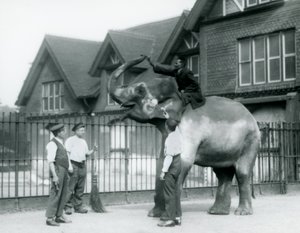 En dekoreret indisk elefant med tre vogtere og træner uden for Elephant House i London Zoo i 1927 af Frederick William Bond