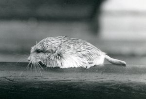 En fed hale / duprasi ørkenrotte, London Zoo, juli 1925 (s/h foto) af Frederick William Bond