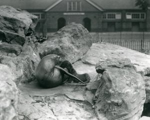 En kvindelig søløve fra Californien, der ligger på en stenet terrasse, mens hun fodrer sin hvalp, London Zoo, juli 1925 af Frederick William Bond