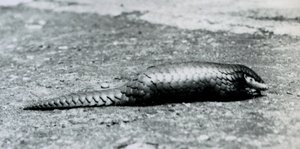 En kvindelig kinesisk Pangolin i London Zoo i august 1925 af Frederick William Bond