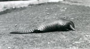 En kvindelig kinesisk Pangolin i London Zoo i august 1925 af Frederick William Bond