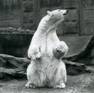 En isbjørnehun sidder på hug på Mappin Terraces i London Zoo i september 1928 af Frederick William Bond