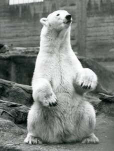 En isbjørnehun sidder på hug på Mappin Terraces i London Zoo i september 1928 af Frederick William Bond