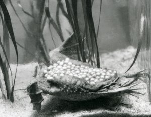 En hun surinam tudse med sine æg indlejret i huden på ryggen, London Zoo af Frederick William Bond