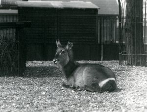 En kvindelig vandbuk, Kobus ellipsiprymnus, siddende i sin indhegning i London Zoo, juni 1924 af Frederick William Bond