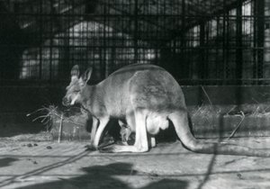 En kvindelig doe flyer jill rød kænguru med sin unge eller joey i sin pose, London Zoo, 1922 af Frederick William Bond