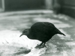 En flyveløs WekaMaori-høneWoodhen i London Zoo i 1927 af Frederick William Bond