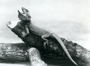 En gabende skægget drage holder fast i en træstamme, London Zoo, august 1928 (s/h-foto) af Frederick William Bond