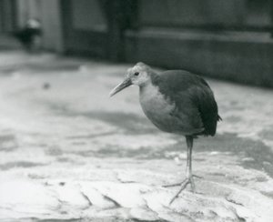 En gråhalset træskinne eller gråkappet træskinne (Aramides cajaneus) stående på et ben i London Zoo i september 1927 af Frederick William Bond