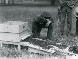 En gruppe vogtere, inklusive Brown, flytter en sværm honningbier, London Zoo, juli 1926 af Frederick William Bond