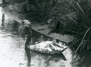 En hybridsvane, Mute x Black, svømmede i en dam i London Zoo i 1927 af Frederick William Bond