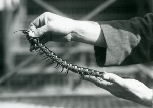 En målmand med en kæmpe tusindben i hænderne, London Zoo, 1927 af Frederick William Bond