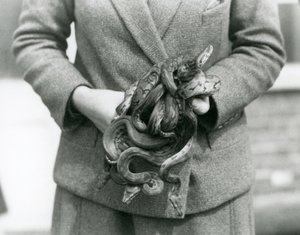 En målmand holder en knude af ung Royal eller Ball Python i London Zoo i 1931 (s/h foto) af Frederick William Bond