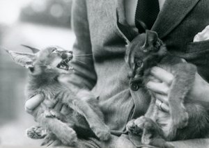 En målmand holder et par Caracal-killinger på skødet, London Zoo, 1924 af Frederick William Bond