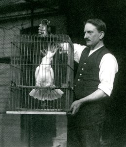 En målmand holder en Sulphur Crested Cockatoo, Jade, i sit bur i London Zoo i oktober 1924 af Frederick William Bond