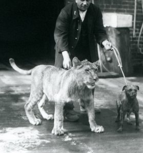 En vogter tager en hund og en ung løve en tur, London Zoo, august 1925 (s/h-foto) af Frederick William Bond