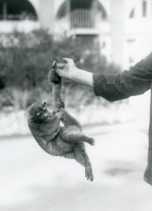 En kinkajou suspenderet fra en målmandsfinger ved sin gribehale, London Zoo, september 1925 af Frederick William Bond