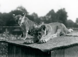 En løve og en tigerunge sidder sammen på taget af deres hule, London Zoo, september 1925 (s/h foto) af Frederick William Bond