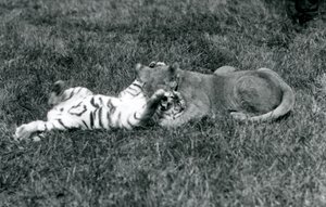 En løve- og tigerunge kæmper på græsset, London Zoo, september 1925 (s/h-foto) af Frederick William Bond