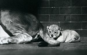En løveunge lægger sig bag sin mors hale, London Zoo, oktober 1925 af Frederick William Bond