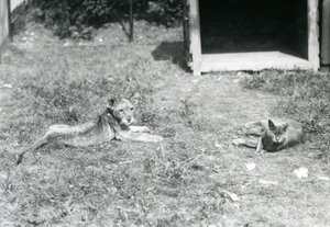 En løveunge liggende på en græsplæne, nær en åben trækasse, med en huskat, London Zoo, juli 1925 af Frederick William Bond
