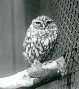 En lille ugle sidder på en gren ved siden af trådnettet i dens indhegning, London Zoo, november 1925 af Frederick William Bond