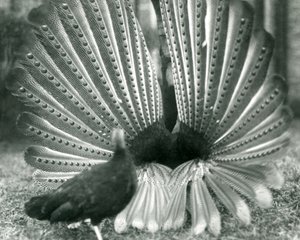 En han Argus Pheasant Great Argus frieri med en kvinde ved siden af ham, London Zoo, januar 1926 af Frederick William Bond