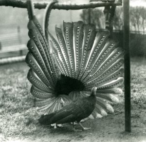 En han Argus Pheasant Great Argus frieri med en kvinde ved siden af ham, London Zoo, januar 1926 af Frederick William Bond
