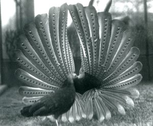 En han Argus Pheasant Great Argus frieri med en kvinde ved siden af ham, London Zoo, januar 1926 af Frederick William Bond