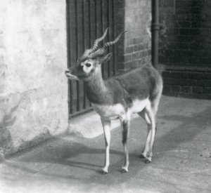 En sortbuk han står i sit indhegning i London Zoo i juni 1925 af Frederick William Bond