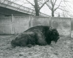 En europæisk mandlig bison liggende på græsset i sin fold, London Zoo, 1927 af Frederick William Bond