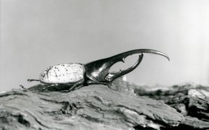 En mandlig Hercules Beetle hviler på bark i London Zoo af Frederick William Bond