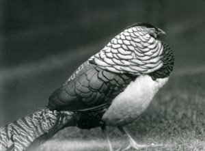 En mandlig Lady Amhersts Fasan, stående på græs, London Zoo af Frederick William Bond
