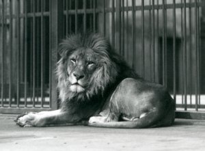 En hanløve liggende mod stængerne i sit indhegning, London Zoo, september 1927 af Frederick William Bond