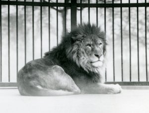 En hanløve hviler i sit indhegning i London Zoo i marts 1925 (s/h-foto) af Frederick William Bond