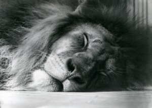 En hanløve sover i sin indhegning i London Zoo i 1924 af Frederick William Bond