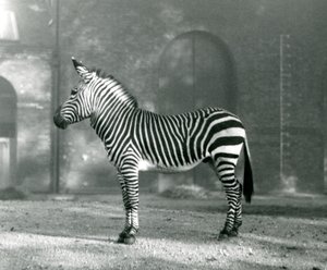 En mandlig Mountain Zebra x Hartmanns Mountain Zebra stående i sin fold i London Zoo i september 1927 af Frederick William Bond