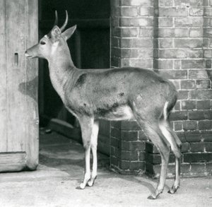En Southern Common Reedbuck eller Reitbok han står ved døren til antilopehuset, London Zoo, 6. oktober 1927 af Frederick William Bond