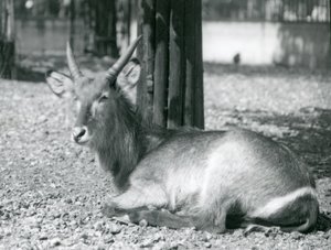 En vandbuk han, Kobus ellipsiprymnus, sidder i sin indhegning i London Zoo, 1920