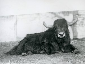En mandlig Yak liggende i sin indhegning i London Zoo i 1928 (s/h foto) af Frederick William Bond