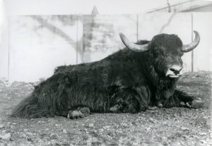 En mandlig Yak liggende i sit indhegning i London Zoo i august 1928 (s/h foto) af Frederick William Bond