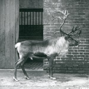 En moden rensdyrhjort står i sin fold i London Zoo i 1925 af Frederick William Bond