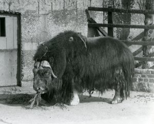 En moden tyr Moskusokse, også stavet Moskusokse og Moskusokse stående, spiser i sin fold i London Zoo i 1931 (s/h foto)