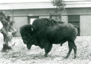 En næsten truet amerikansk Bison Buffalo-tyr stående i sin fold, London Zoo, 1927 af Frederick William Bond