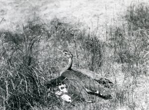 En næsten truet arabisk trappe spreder sine vinger tæt ved jorden i et stykke højt græs, London Zoo, juli 1925 af Frederick William Bond