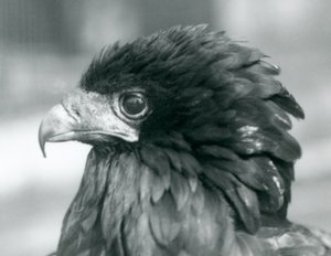 En næsten truet Bateleur-ørn i London Zoo i 1927 af Frederick William Bond