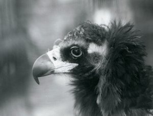 En næsten truet eurasisk sortgrib i London Zoo, 1927