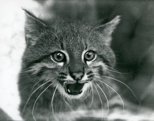 En næsten truet Pampas Cat/Pantanal Cat/Colocolo i London Zoo i 1929 (s/h foto) af Frederick William Bond