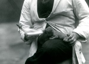 En nyfødt løveunge bliver flaskefodret af sin dyrepasser, London Zoo, 1923 af Frederick William Bond